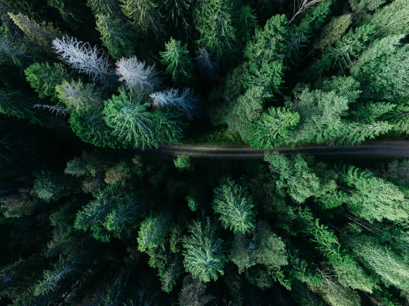 An aerial view of an open road winding through dense green forest