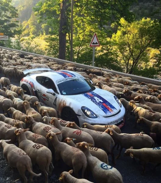 A rally-liveried Porsche held up by a flock of sheep on an alpine mountain road